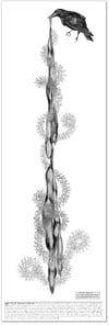 Figure 4: Corvys Brachyrhynchos & Usnea longissima Print