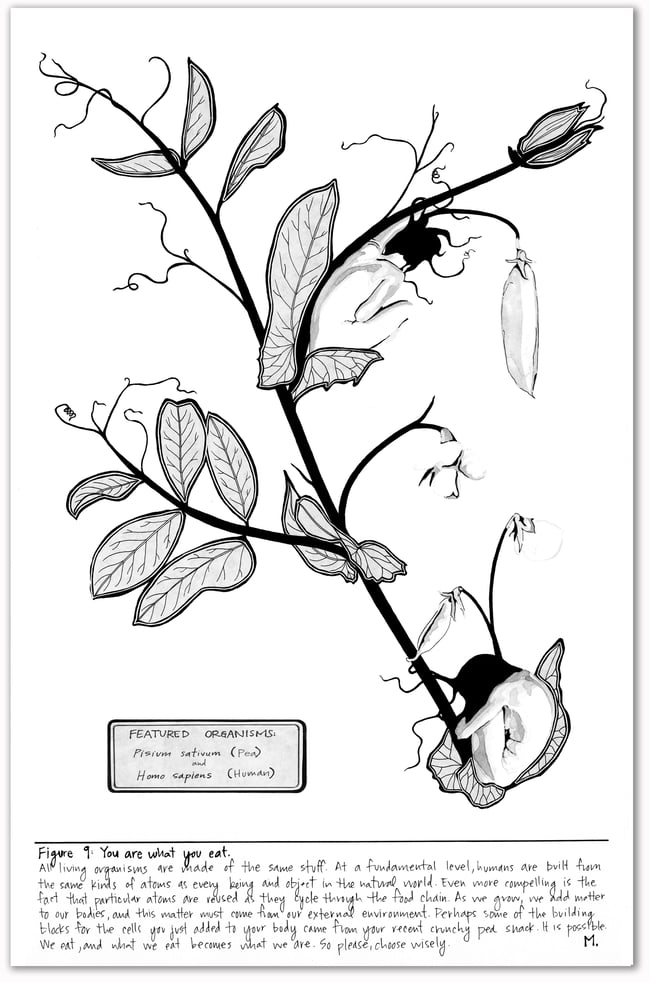 Figure 9: Pisium sativum & Homo sapiens Print