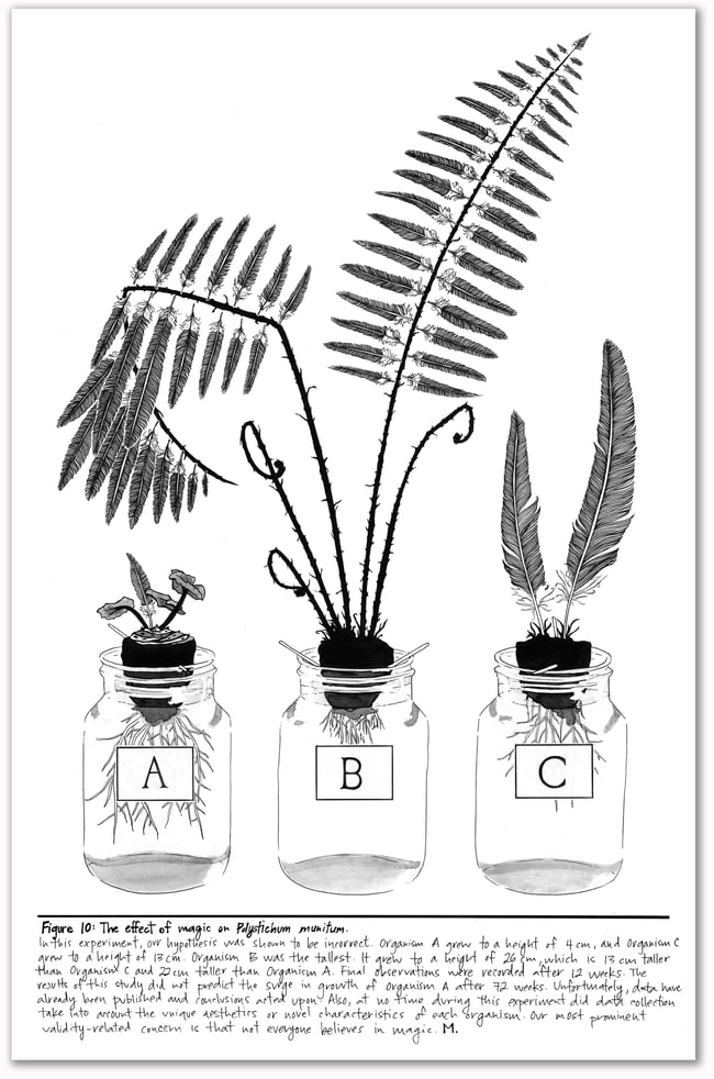 Figure 10: Polystichum munitum Print