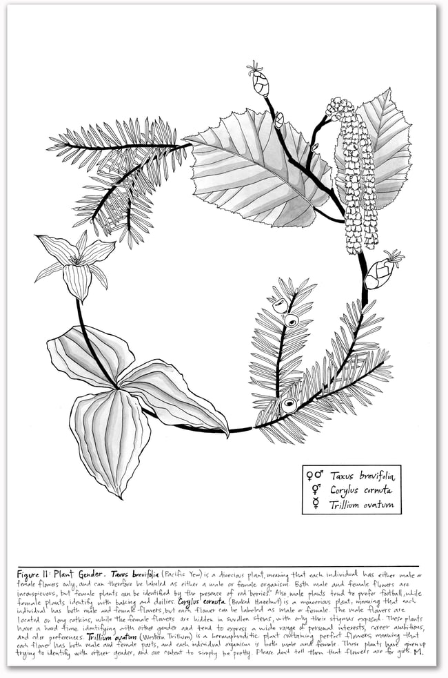 Figure 11: Taxus brevifolia, Corylus cornuta & Trillim ovatum Print