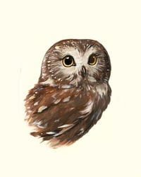 Image 2 of Northern Saw-whet Owl (Print)