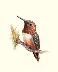 Image 1 of Rufous Hummingbird (Print)