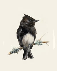 Image 2 of Black Phoebe (Print)