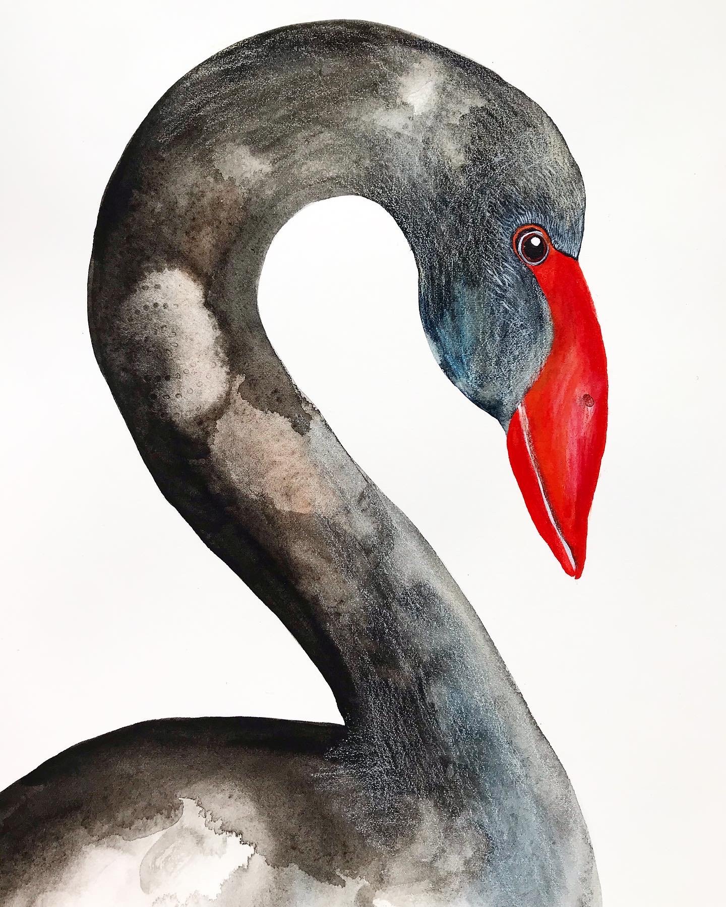 Image of Swan 