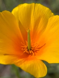 Image 1 of Dream Time Tincture (CA Poppy Tincture) 