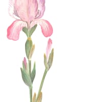 Image 2 of Iris Rose 