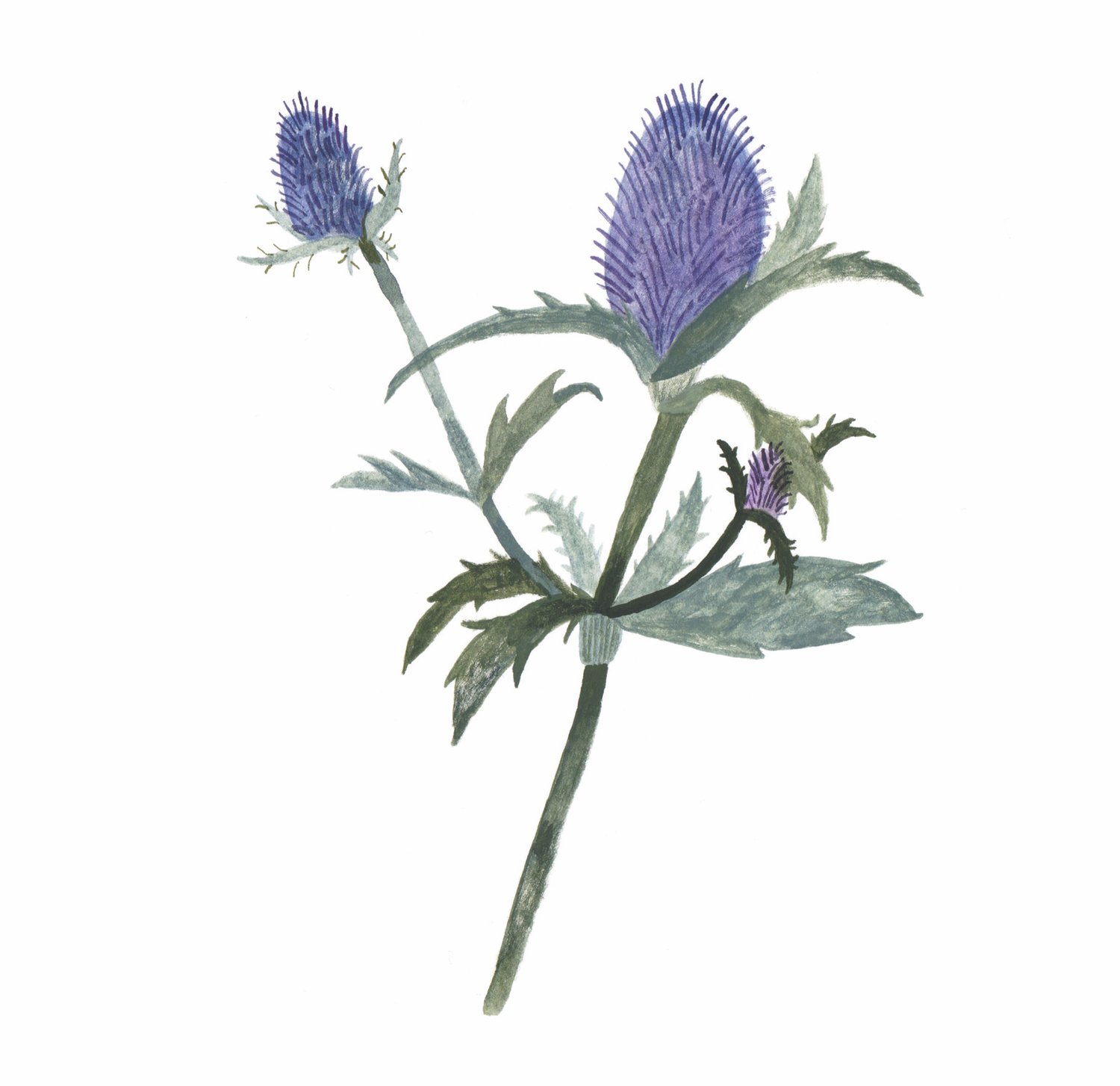 Image of Thistle Greetings Card