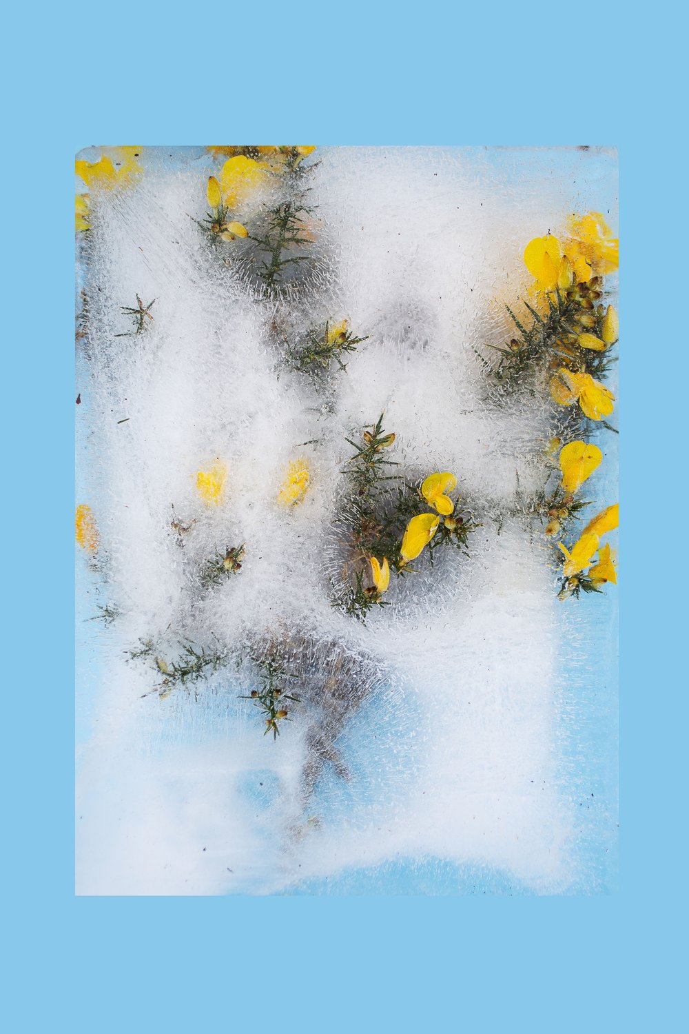 Image of Frozen Gorse
