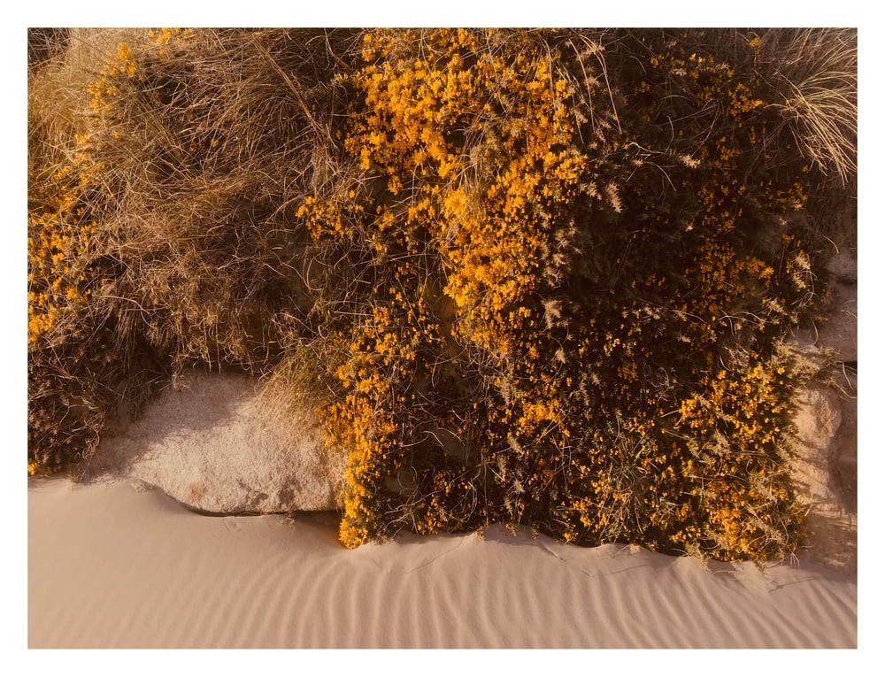 Image of Beach Gorse