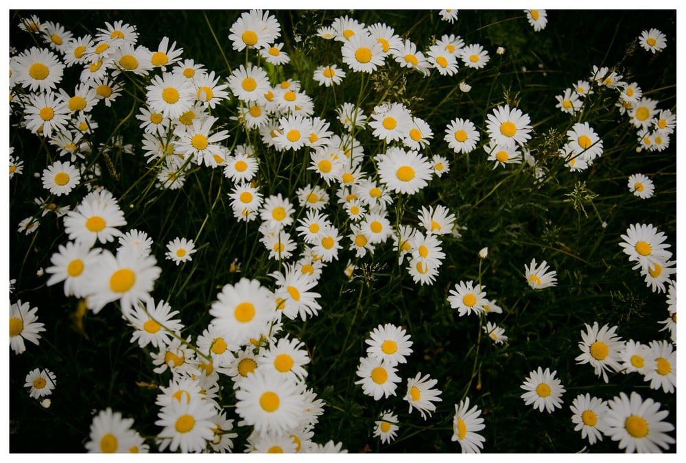 Image of Daisies