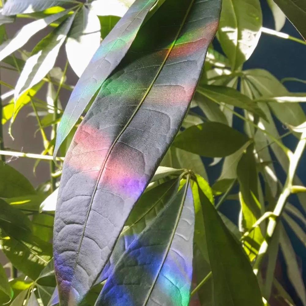 Image of Suncatcher Fleurs