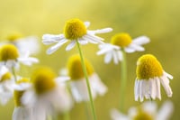 Image 3 of ORGANIC CHAMOMILE TEA