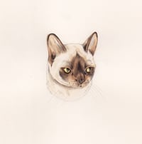 Gift Voucher for Pet Portrait.