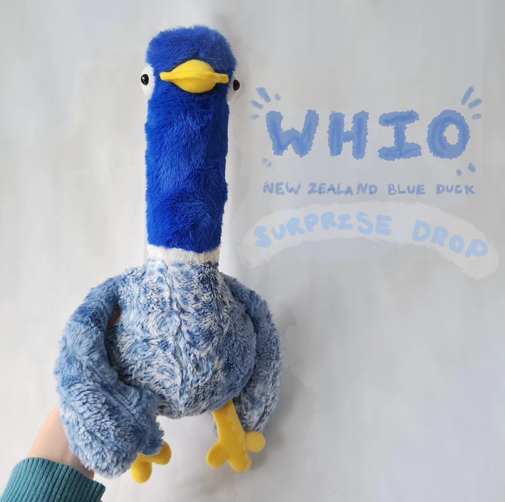 Image of Whio blue duck