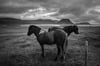 Icelandic Horses