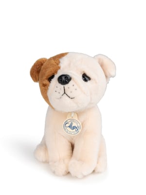 Image of Bulldog americano en caja de regalo