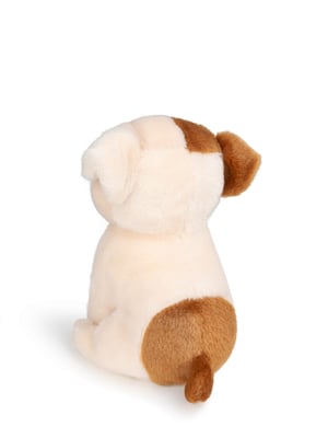 Image of Bulldog americano en caja de regalo
