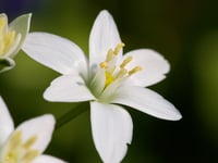 White Jasmine (30ML)