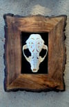 5" carved raccoon skull on 10" wood 1