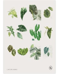 Image 4 of Alocasia 2024 Calendar 