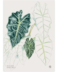Image 3 of Alocasia 2024 Calendar 