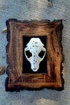 5" carved raccoon skull on wood frame 2
