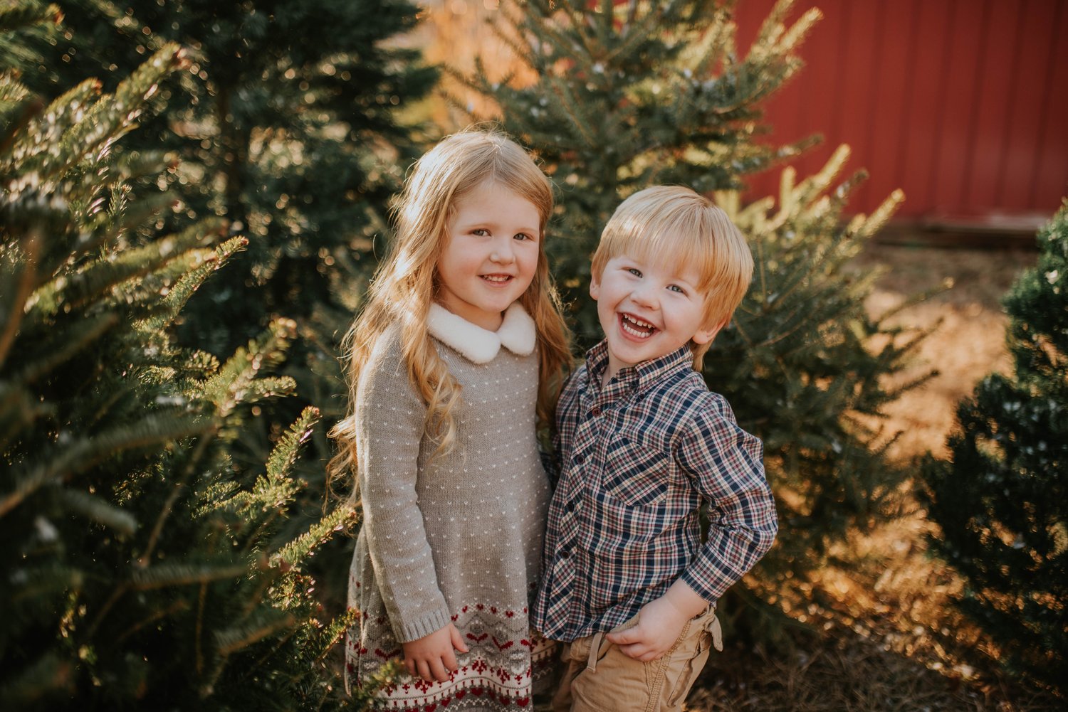 Image of Christmas tree farm 