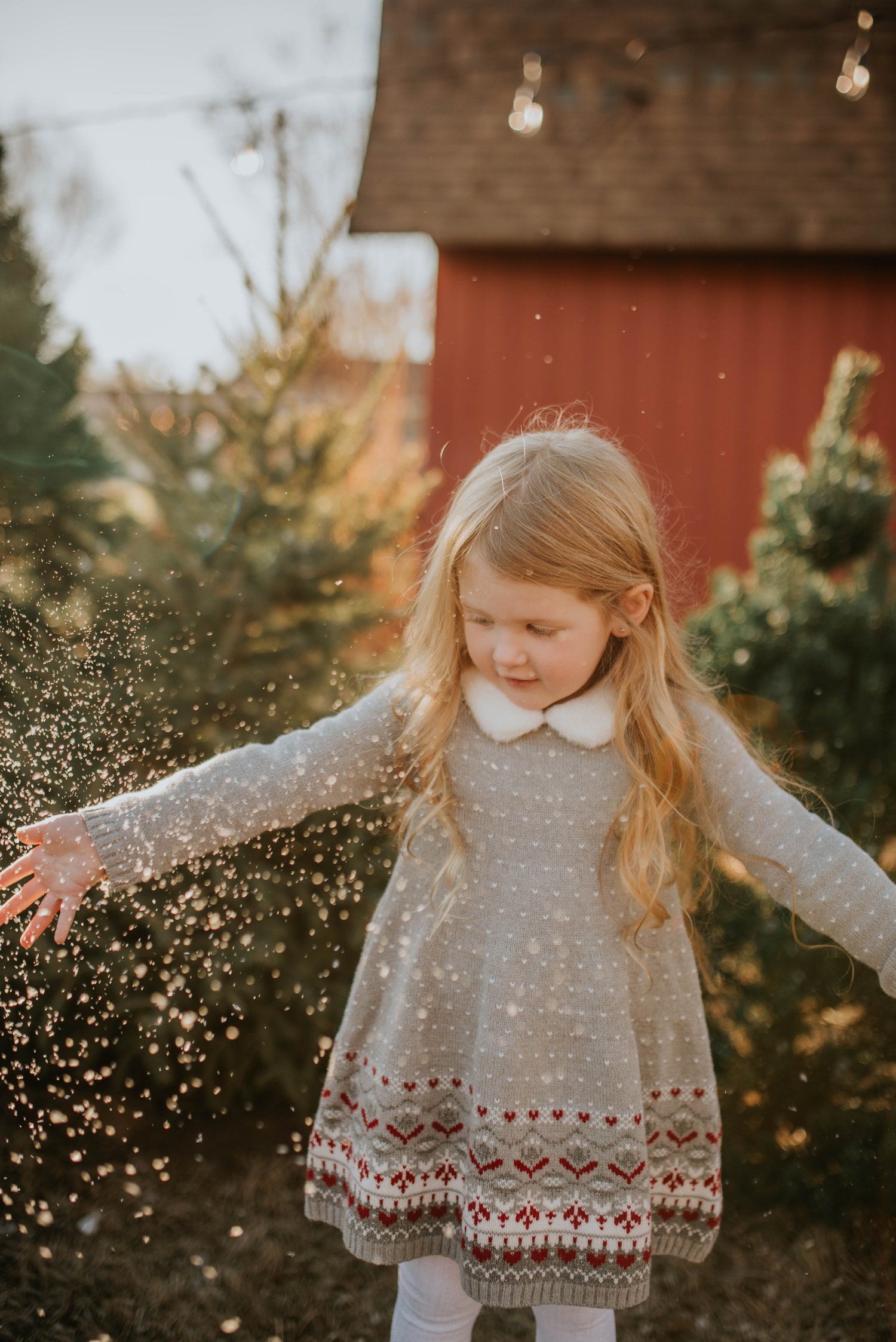 Image of Christmas tree farm 