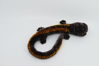 Image 2 of Gold-Striped Salamander