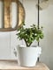 Image of Vase-Cache-pot Pupuce