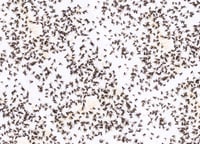 Image of Wrapping Paper x 4
