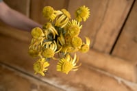 Image 1 of Coneflowers