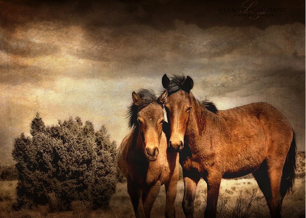 Image of Dolly & Domingo (note card)