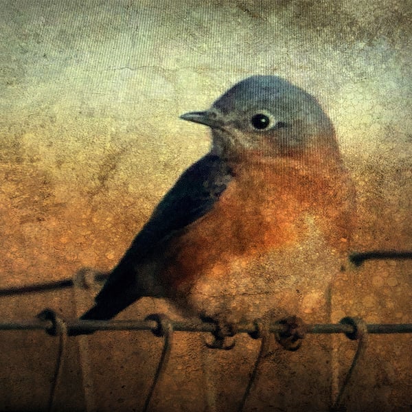 Image of Bird On A Wire (note card)