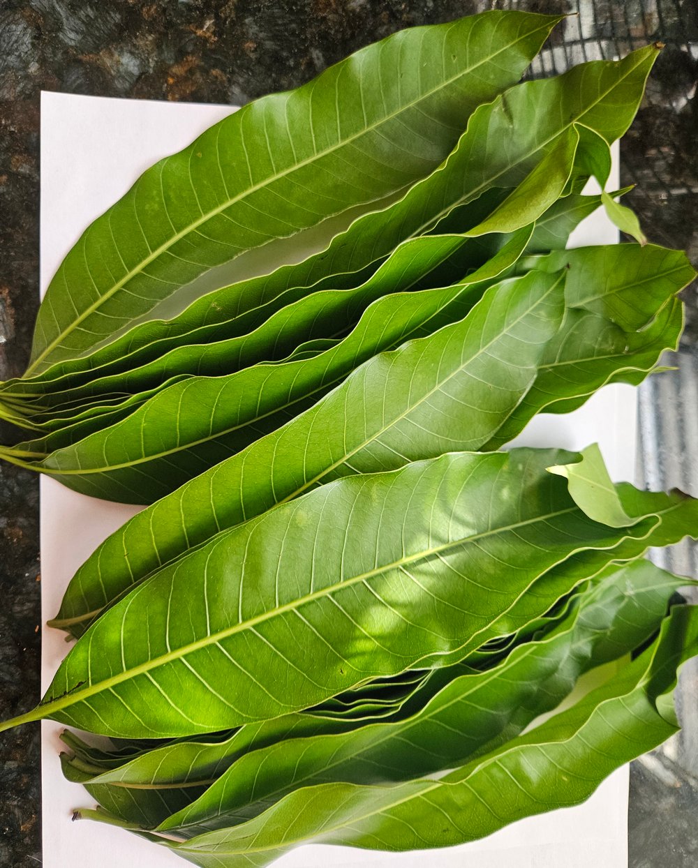 Magnificent Mango! Wild Mango Leaf Tea-Tumors-Cells-Autoimmune-Alzheimer-Parkinsons-Strokes