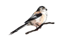 mesange a longue queue