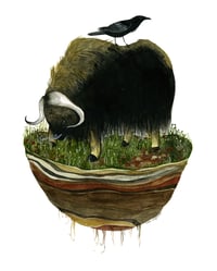 SALE: Musk Ox and Raven 11 x 14 Inch Archival Print 