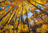 Golden Afternoon 