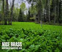 Image 3 of NICE BRASS 