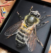 Original Chalk Art Honey Bee