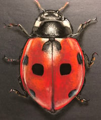 Image 2 of Original Chalk Art Lady Bug