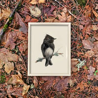 Image 1 of Black Phoebe (Print)