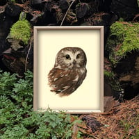 Image 1 of Northern Saw-whet Owl (Print)