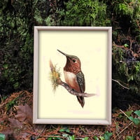 Image 2 of Rufous Hummingbird (Print)