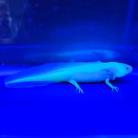 Image 2 of Super GFP - Leucistic Juvenile Axolotl