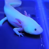 Image 1 of Super GFP - Leucistic Juvenile Axolotl