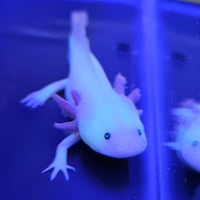 Image 3 of Super GFP - Leucistic Juvenile Axolotl