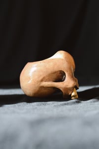 Image 3 of Bone Skull pot 
