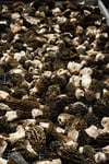 Morilles de Feu
