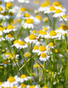 Fleurs de Camomille